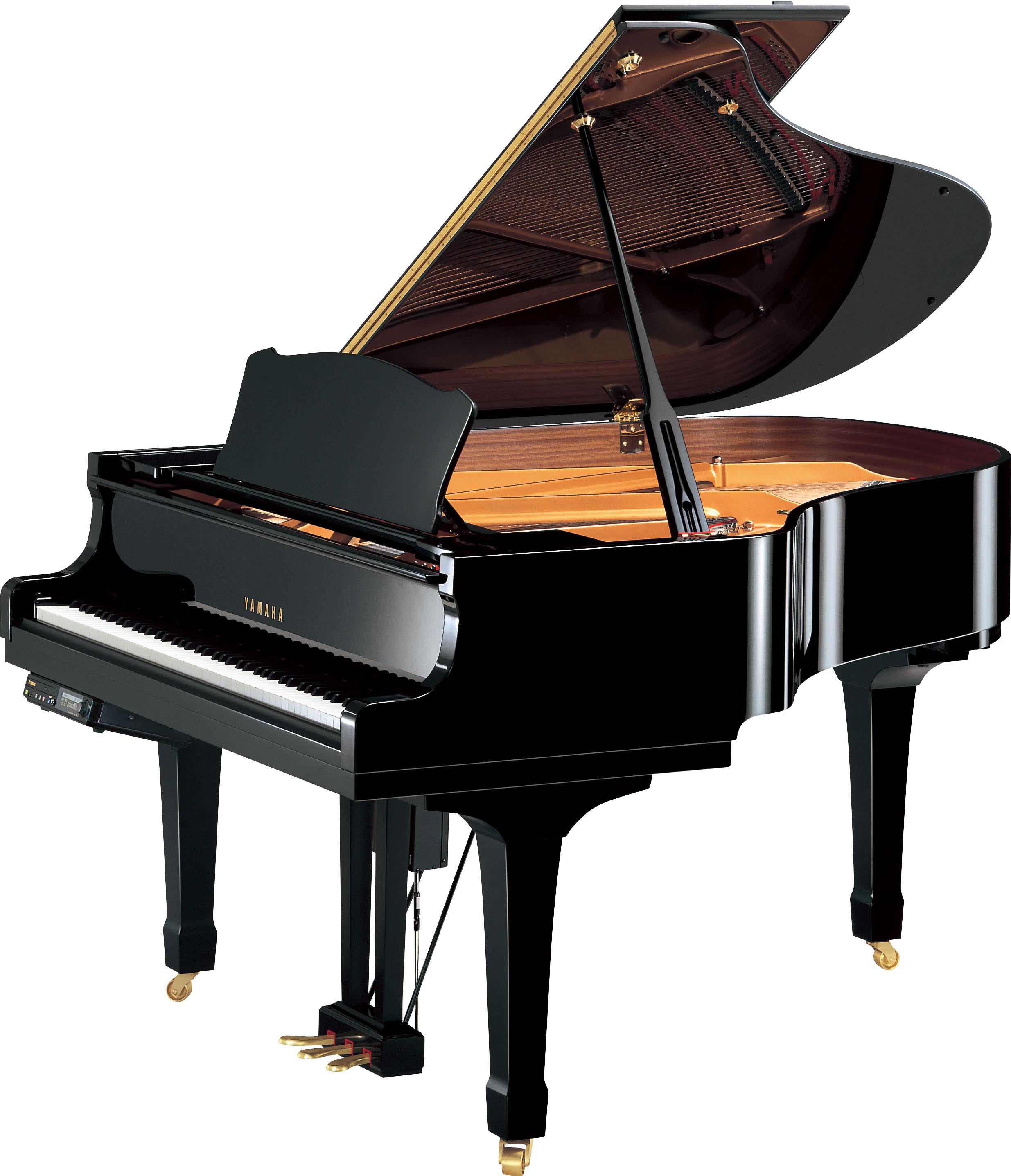 Schimmel  K132