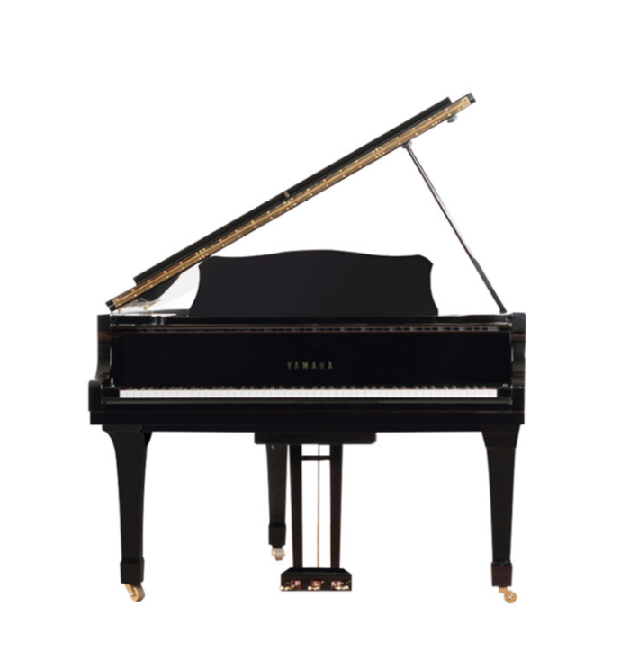 Schimmel  K132